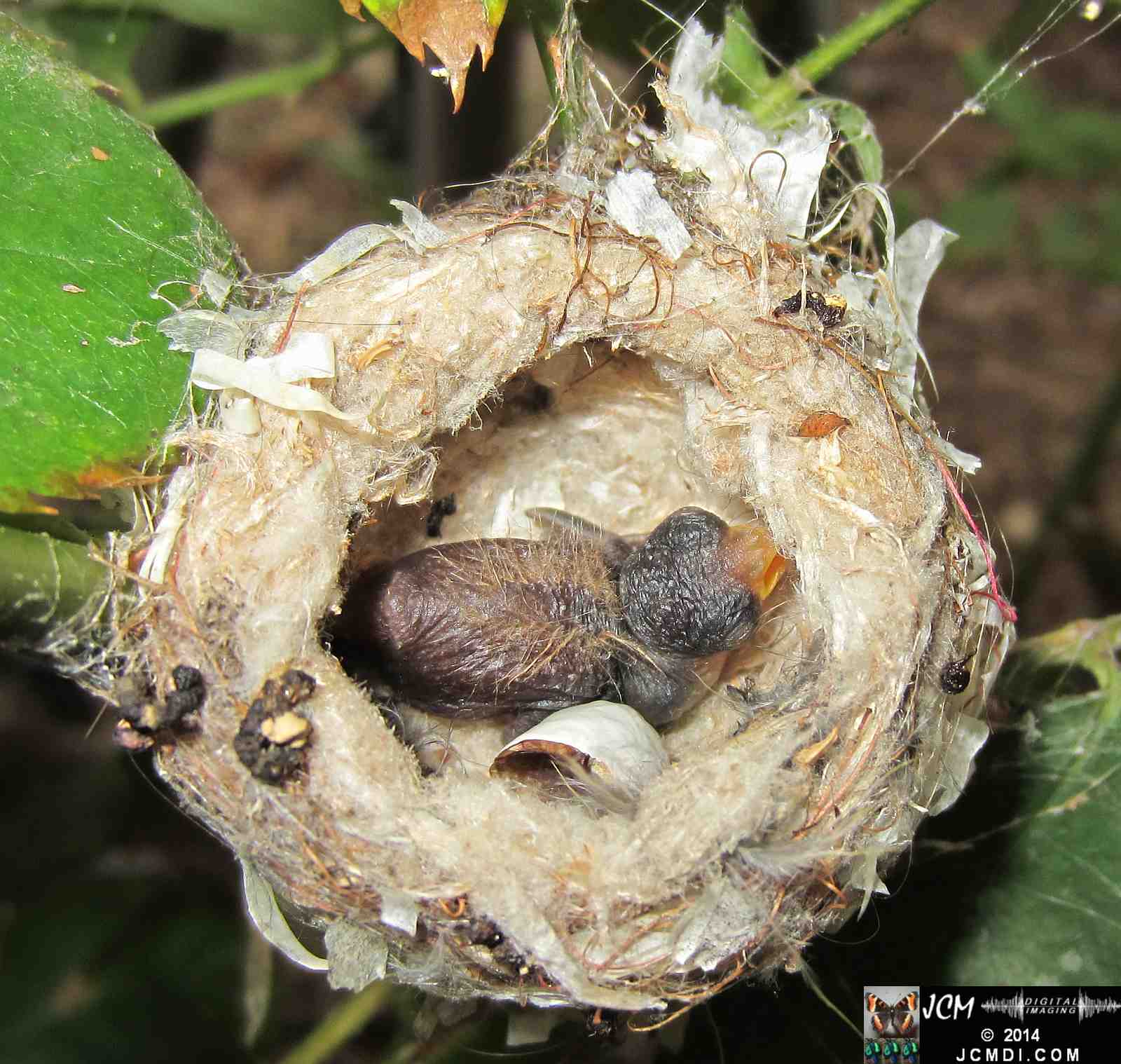 Allens Hummingbird nest, chick and filming setup